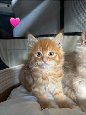 reinrassige gesunde Maine Coon Kitten  Bild 4