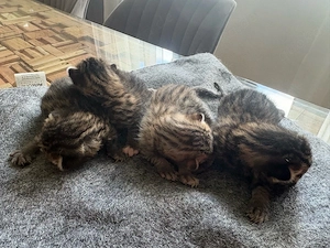 4 kleine süße kitten 