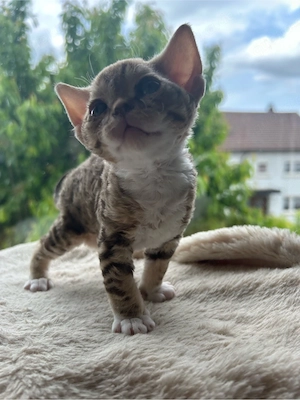  Devon Rex Kitten in seltenen Farben    Bild 2