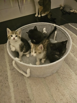 Katzenbaby Babykatze Babykatzen