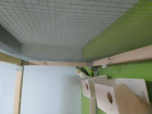 vier Vögel zu verkaufen