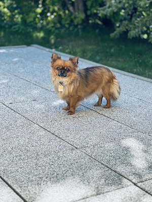 Liebevolle Bella