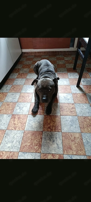 american Staffordshire 