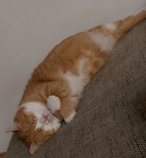 Kater 2 Jahre in gute Hände abzugeben