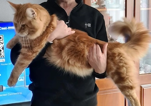 XXL Maine Coon Kater zum Decken