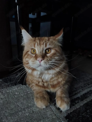 XXL Maine Coon Kater zum Decken Bild 3