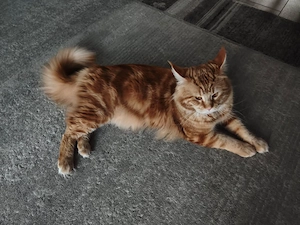 XXL Maine Coon Kater zum Decken Bild 2