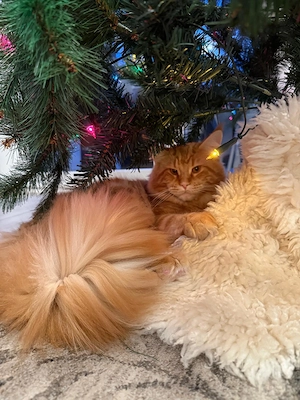 XXL Maine Coon Kater zum Decken Bild 4