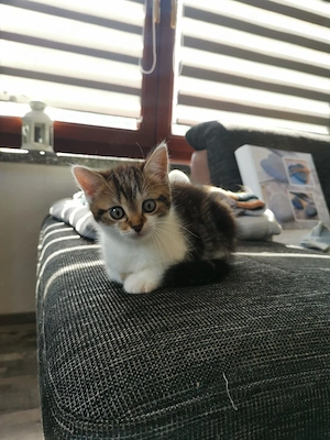 Kitten anzugeben 