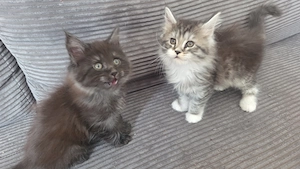 Süße reinrassige maine coon kitten suchen liebevolles Zuhause
