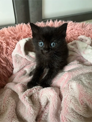 Kätzchen Kater  Bild 2