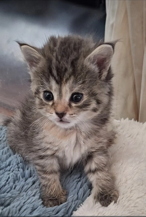 Ekh Tiger Mädchen 