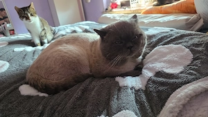 bhk katze 