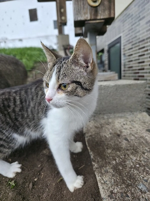 katze zur verkaufen 