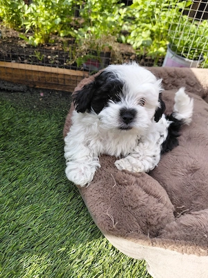 bichon Welpen 