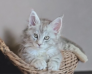 Tabby silver classic weibchen maine coon