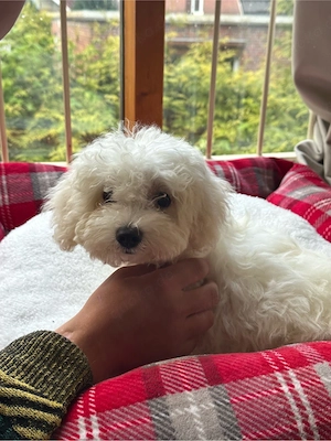 Bichon friese 