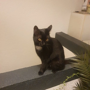 Katze in gute Hände abzugeben