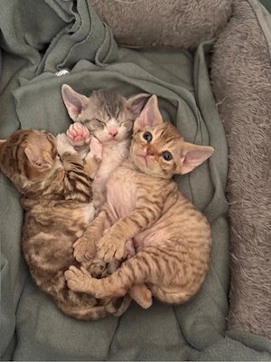  Devon Rex Kitten in seltenen Farben    Bild 5