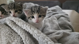 Babykater abzugeben 