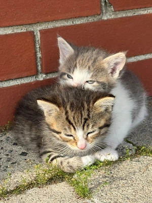 Kleine Katzen abzugeben - 5 Kitten