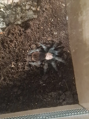 Brachypelma albiceps 