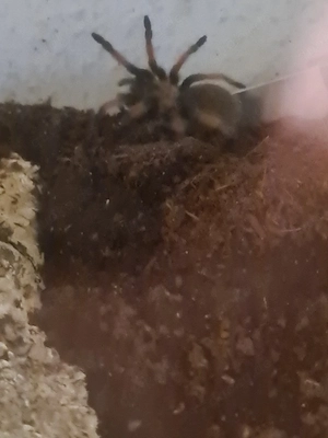 Brachypelma emilia