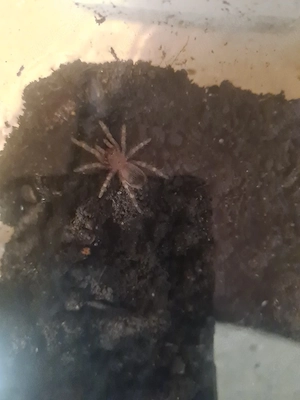 Acanthoscurria geniculata