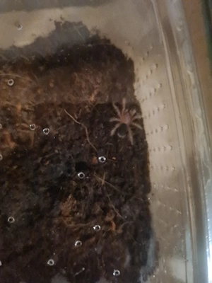 grammostola pulchripes 