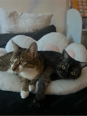 Süße Kitten