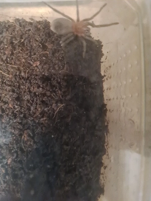 thrixopelma kimraykawsaki 