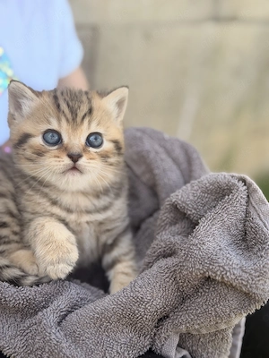 Britisch kurzhaar wiskas kitten bkh