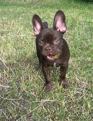 Französische Bulldoggen 