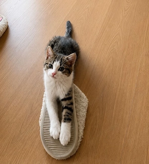 Drei zauberhafte Kitten suchen ihr Für-immer-Zuhause!