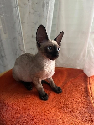 Cornish Rex Kater