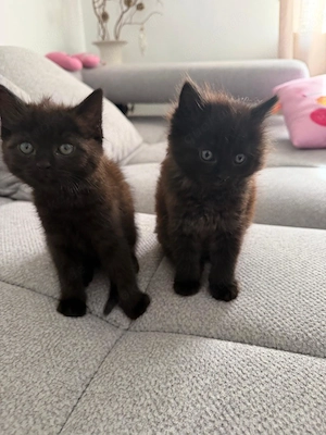 Zwei weibliche Katzen und ein Kater (Alle  Reserviert bis 15 Juli)