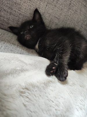 Der Kleine Kater 6 Wochen alt sucht noch eine schönes Zuhause 