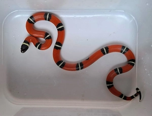 Lampropeltis polyzona sinaloae NZ 2025