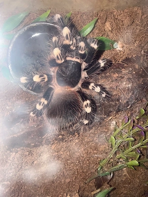 Acanthoscurria Geniculater 