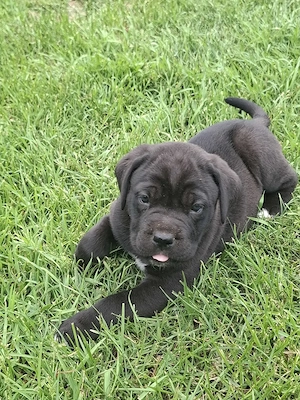 Cane Corso Welpen 