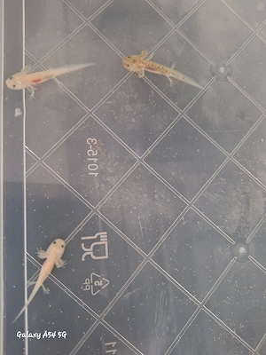 Junge Axolotl abzugeben .