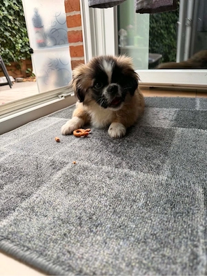 welpen zu vergeben  Bild 3