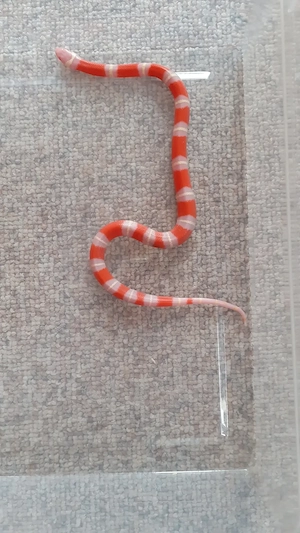 Lampropeltis polyzona nelsoni NZ 2025