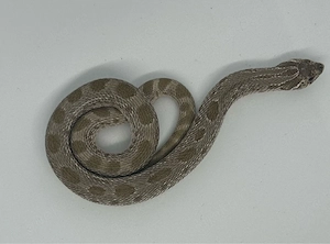 1.0 Conda 66% het. lavendar Heterodon nasicus, Hakennasennatter