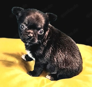 Chihuahua mit Ahnentafel Bild 3