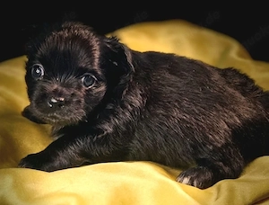Chihuahua mit Ahnentafel Bild 4