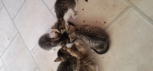 Mischlingskitten   