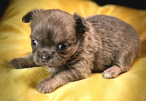 Chihuahua mit Ahnentafel