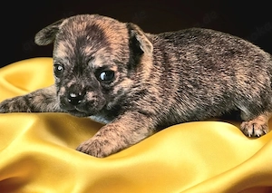 Chihuahua mit Ahnentafel Bild 5