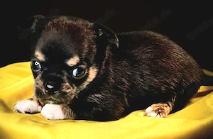 Chihuahua mit Ahnentafel Bild 2